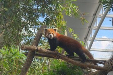 レッサーパンダ red panda