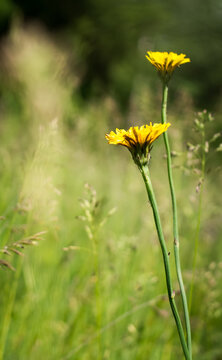 Yellow dandelions close-up. Spring sunny background, wallpapers.
