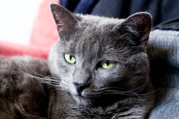 La majesté
