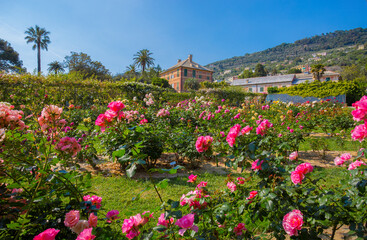 Colorful rose garden 