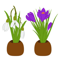 Set of spring snowdrop and crocus bouquets in flowers pots isolated on white. Vector illustration