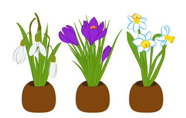 Set of spring snowdrop, narcissus and crocus bouquets in flower pots isolated on white. Vector illustration