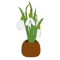 Spring snowdrops bouquet in flower pot isolated on white. Vector illustration