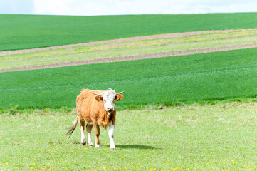 Red curly cow grazing in green springtime field. Moravia. Czech