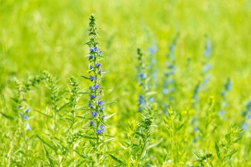 Closeup photo of a wildflower