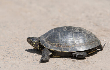 Tortoise walking slowly on the road