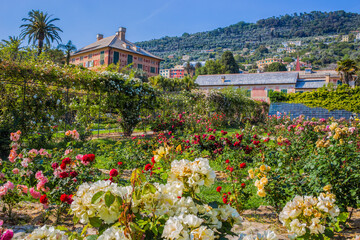 Colorful rose garden 