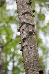 Polypores in a tree.