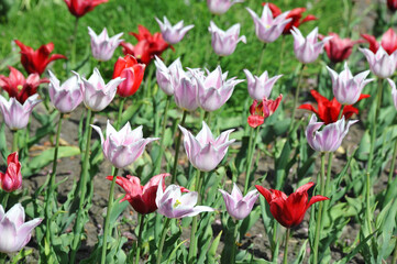 Beautiful tulip flower