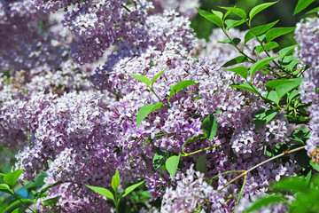 Lilac (Syringa) flower