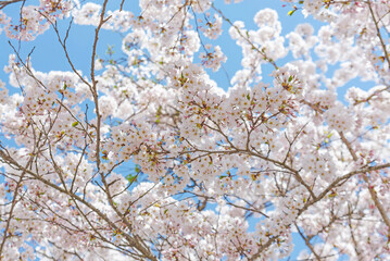 sakura, white blossom in Japan