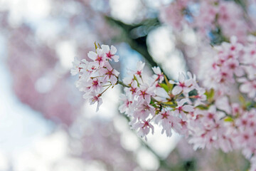 Sakura, pink blossom in Japan
