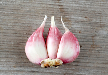 fresh planted young garlic cloves