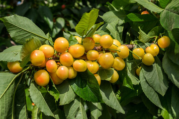 New yellow red cherries on branch