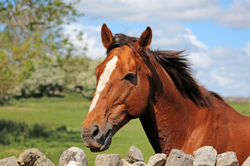 Horse looking over stone wall 