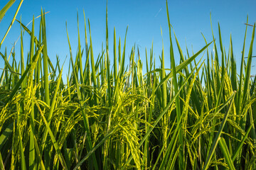 View of paddy field during sunrise in Sungai Besar, a well known place as one of the major rice supplier in Malaysia.