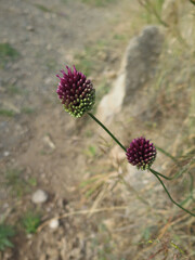 wild onion flower