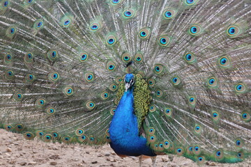 павлин с распущенным хвостом