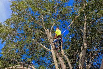 pruning a tree
