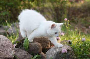 White cat on in the autumn garden.