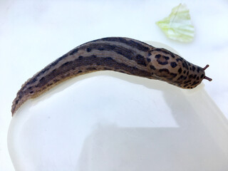 Großer ausgewachsener Tigerschnegel (Limax maximus)