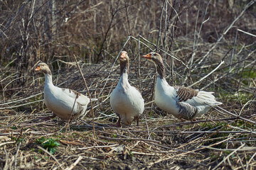 Geese on meadow. geese and goose. Group of gray geese