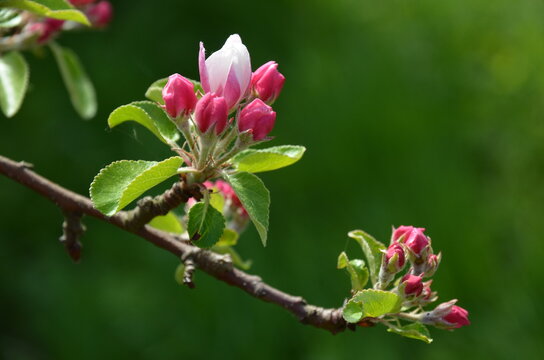 Apple blossom 
