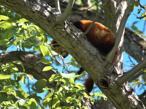 Kleiner Panda beim Schlafen im Baum