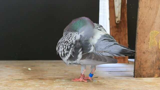 homing speed racing pigeon bird in home lofe