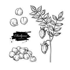 Chickpeas hand drawn vector illustration. Isolated Vegetable engraved style object. - 157723693