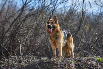 Beautiful Young Brown German Shepherd Dog Close Up