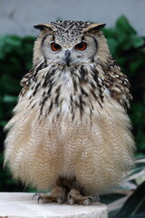 ベンガルワシミミズク