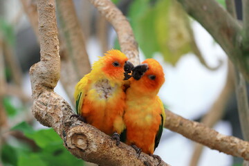 コガネメキシコインコ