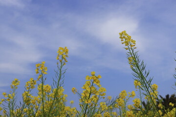 菜の花