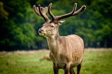 Naklejka na ściany i meble Red deer stag with spring antler growth
