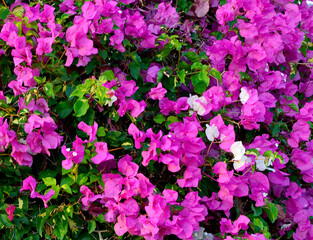 Bougainvillea flowers close up.Blooming bougainvillea.Floral background.Selective focus.