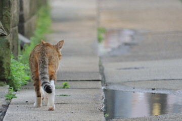 去るネコ