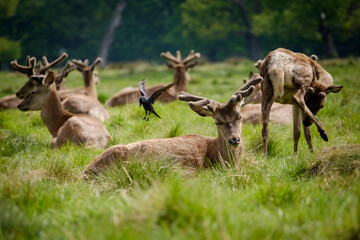 Red deer stags with spring antler growth