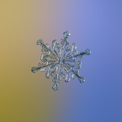 Real snowflake macro photo: medium size snow crystal of stellar dendrite type with glossy, relief...