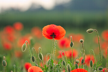 Fototapeta premium Beautiful flowers on a field in summer