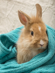 Naklejka premium little pet rabbit