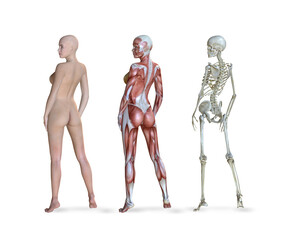 Female Anatomy Views