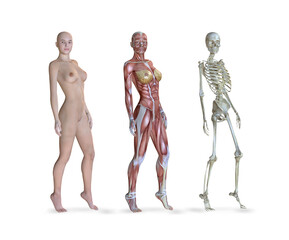 Female Anatomy Views