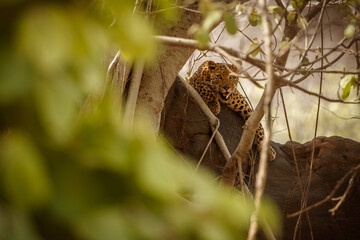 Indian leopard in the nature habitat. Leopard resting on the rock. Wildlife scene with danger animal. Hot summer in Rajasthan, India. Cold rocks with beautiful indian leopard, Panthera pardus fusca