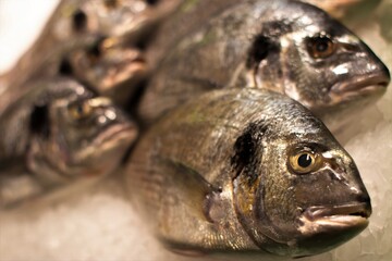 Moscow, Russia - May 7, 2017: Seafood cooking preparation. Top view of dorado on ice. Some frozen fish