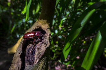 Rhino beetle on the tree