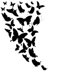 black butterfly, isolated on a white