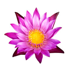 The purple lotus isolated on white background