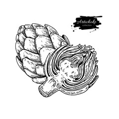 Artichoke hand drawn vector illustration. Isolated Vegetable engraved style object.