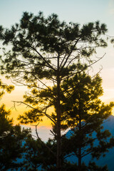 Silhuate tree on the mountain sunset